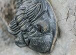 Pair of Metacanthina (Asteropyge) Trilobites - Lghaft #57669-5